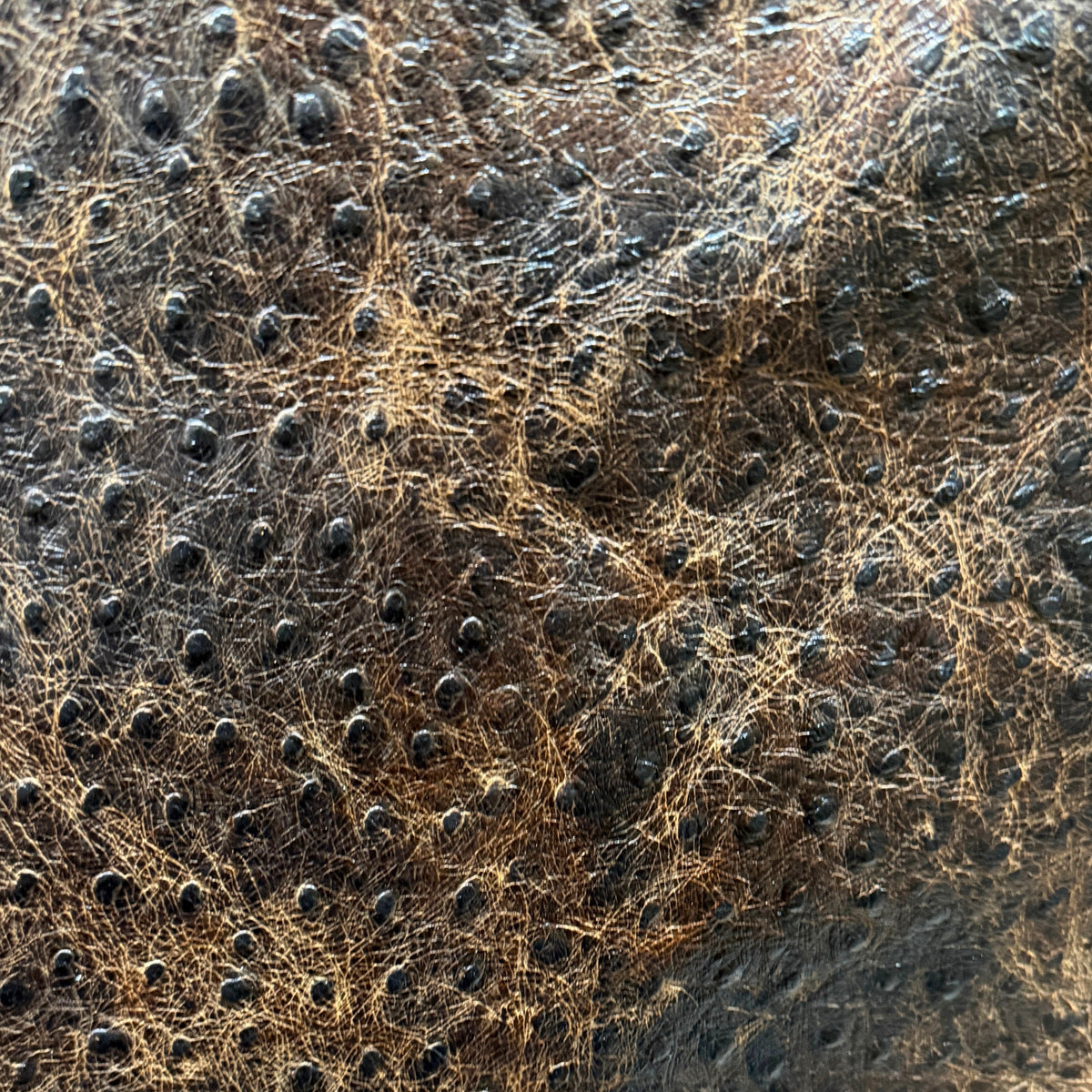 Emboss Ostrich Struzzo Collection